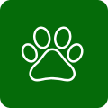 animals-and-pets